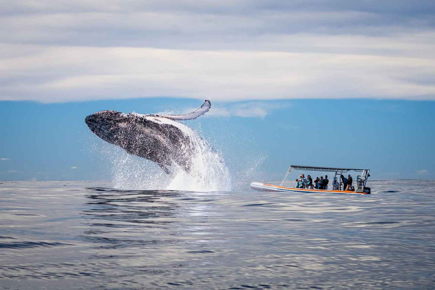 Gold Coast: Whale Watching - Gold Coast: Whale Watching