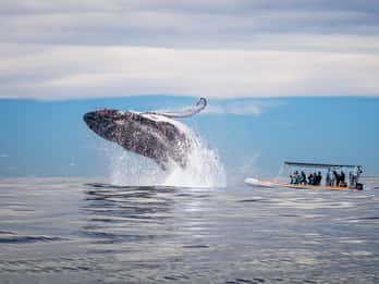 Gold Coast: Osservazione delle balene