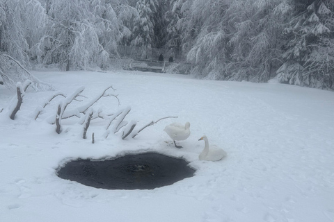 Rovaniemi: Ranua Zoo Guided Tour with Transfers