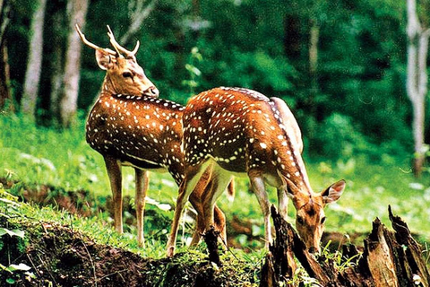 Safari nel Triangolo d&#039;Oro e a Jim Corbett: Un&#039;avventura di 5 giorniTour senza alloggio