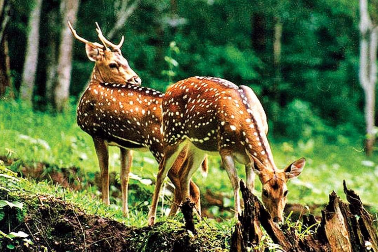 Safari nel Triangolo d&#039;Oro e a Jim Corbett: Un&#039;avventura di 5 giorniTour senza alloggio