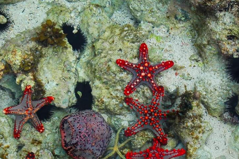 Zanzibar : excursion de plongée avec tuba et voile au récif de Kiwengwa