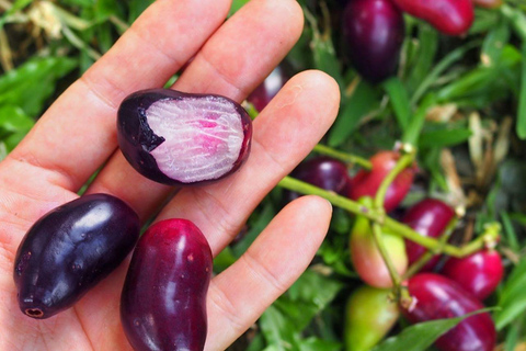 Zanzibar: Wycieczka po wiejskiej farmie z degustacją przyprawZanzibar: Wycieczka po farmie Village Green z degustacją przypraw