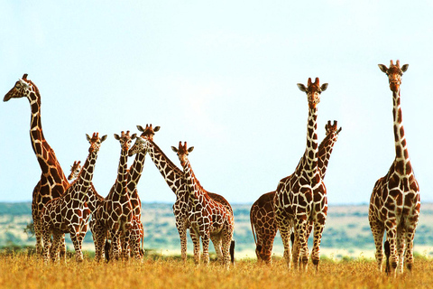 Nairobi: Urban Safari with Lunch and Rooftop Sundowner