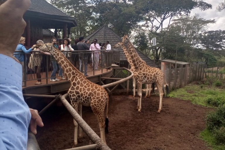 Wycieczka po Nairobi: centrum żyraf i Muzeum Karen Blixen