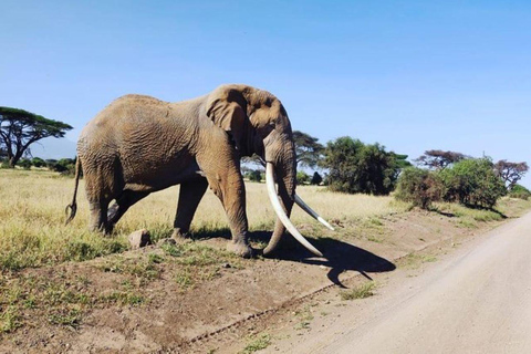 5 dagars safari i Amboseli, Tsavo West och East från Nairobi