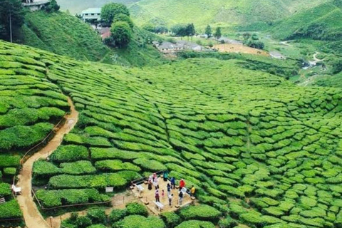 From Kuala Lumpur: Cameron Highlands Private Tour