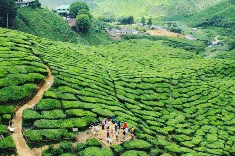 From Kuala Lumpur: Cameron Highlands Private Tour