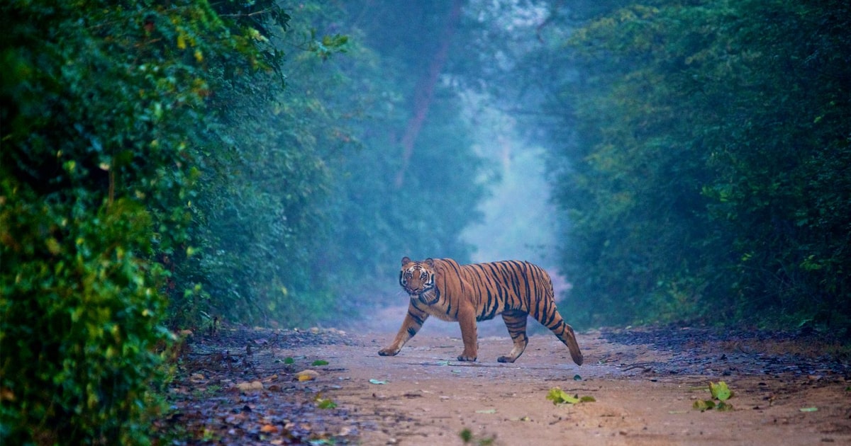 3tägige Jim Corbett National Park Tour GetYourGuide