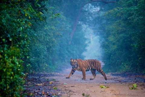 3-Day Jim Corbett National Park Tour Tour without Accommodations