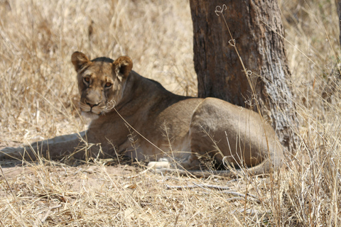 Victoria Falls: Safari game drive tour 3 hours