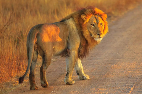 Kaapstad: privé safari in het Aquila reservaat met lunch in een wijnmakerij