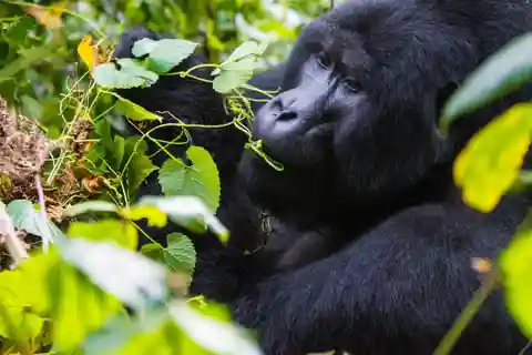 5 Days In Uganda: Gorillas Chimpanzees And Big5 Viewing