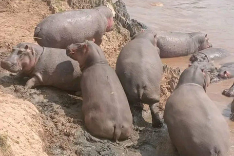 Tsavo East: Private Safari with Lunch and Transfers