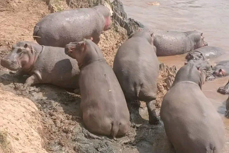 Tsavo East: Private Safari with Lunch and Transfers