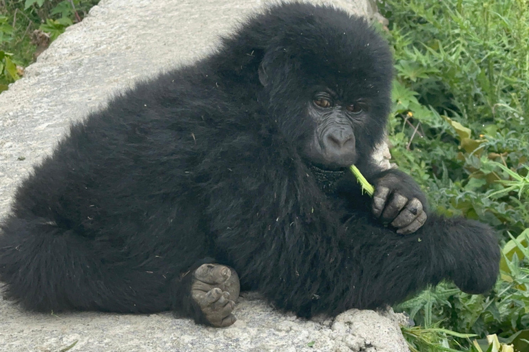 1-Day Rwanda Gorilla Trekking Volcanoes National Park