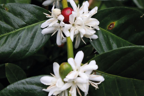 Boquete, Chiriquí: Irresistible aromas and flavors with coffee Boquete, Chiriquí: Dive into the world of coffee