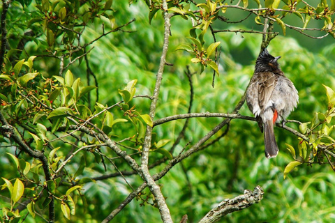 Kathmandu: Phulchowki Birdwatching Tour with Expert Guide
