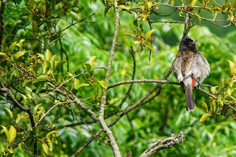 Kathmandu: Phulchowki Birdwatching Tour with Expert Guide