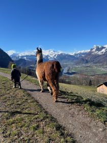 Triesenberg: Kävele laaman kanssa kauniissa vuoristossa