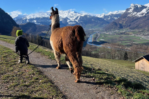 Triesenberg: Vandra med lamor i bergen
