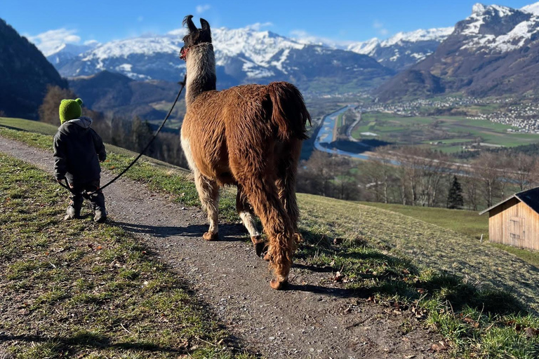 Triesenberg: Vandra med lamor i bergen
