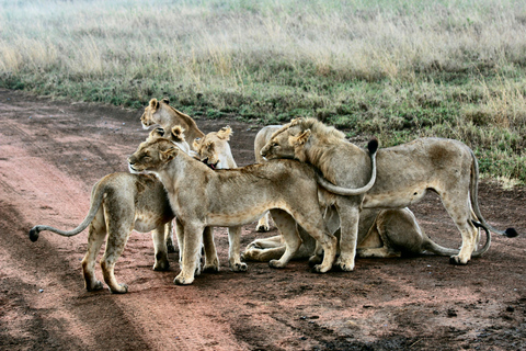 Tanzania: Safari de 14 días con la Gran Migración y Zanzíbar