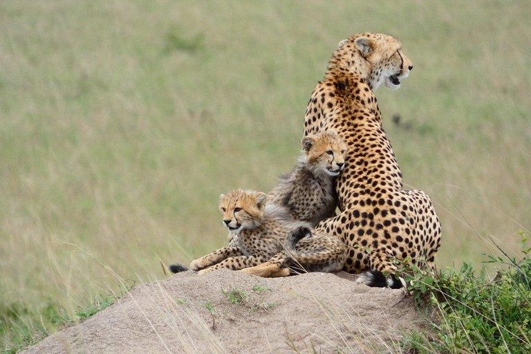 Nairobi: 3-Day Lake Nakuru, Hell’s Gate & Naivasha Safari