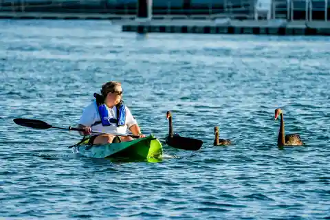 Mandurah: Escapades vid flodmynningen Paddling och delfinskådning