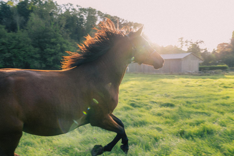 Equicoaching - experience the connection with horses in Normandy Family equicoaching: experience connection with horses - Normandy