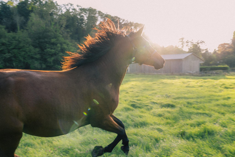 Equicoaching - experience the connection with horses in Normandy Family equicoaching: experience connection with horses - Normandy