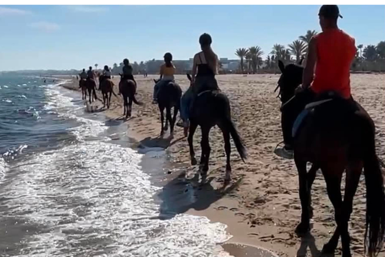 Hammamet equitation : Balade à cheval le long de la plage