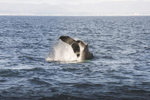 Whale Watching from Akureyri Cruise Port (Pickup included)