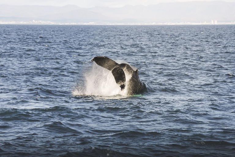 Whale Watching from Akureyri Cruise Port (Pickup included)
