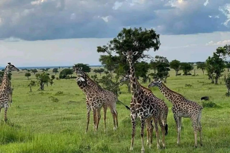 Sansibar: Safari Tagestour von Sansibar nach Mikumi