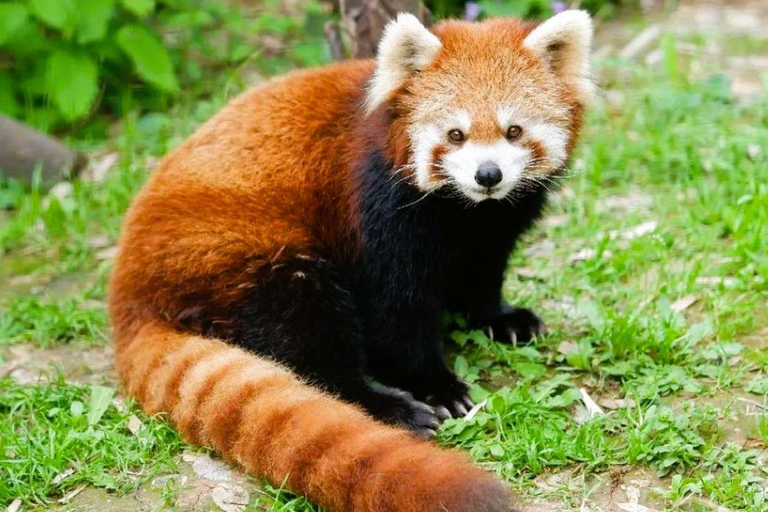 Macau: Private Tour with Red Panda and Fun Vegetarian Lunch