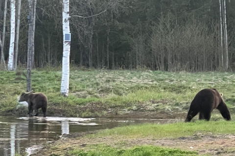 Tallinn: Wild Bear Watching in Forest, Night in Log House