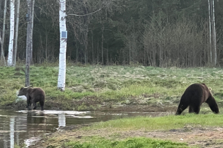 Tallinn: Wild Bear Watching in Forest, Night in Log House