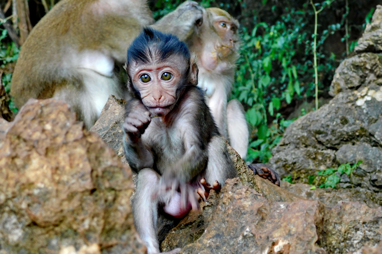 Khao Sok - Culture & Nature, Day Trip Khao Sok - Culture & Nature, Day Trip