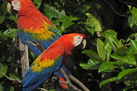 EXCURSION MACAWS CHUNCHO 4J/3N