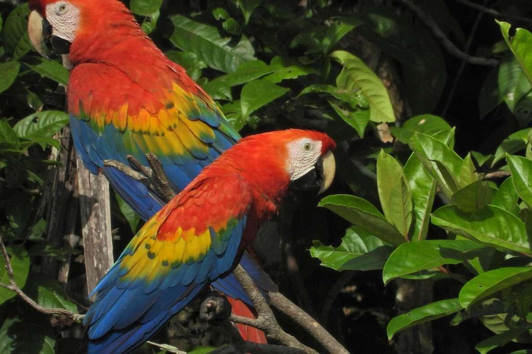 EXCURSION MACAWS CHUNCHO 4J/3N