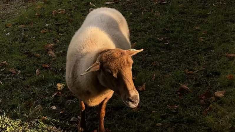 Colagem de mídia