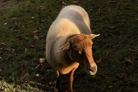 Champagne:Tastings of the great houses, brunch in the Castle