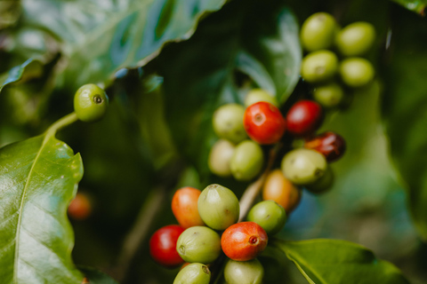 Mauricio: tour guiado a la plantación de café Chamarel