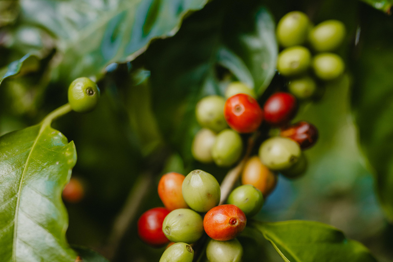 Mauricio: tour guiado a la plantación de café Chamarel