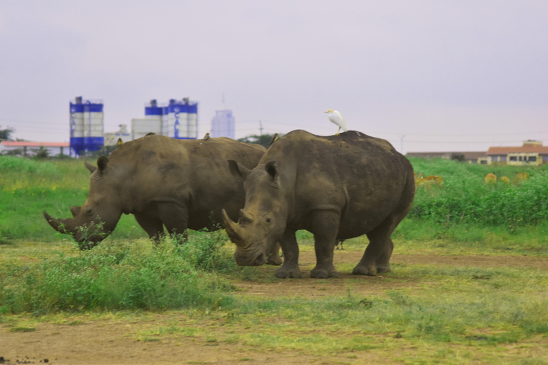 Nairobi: tour di mezza giornata dei parchi nazionali