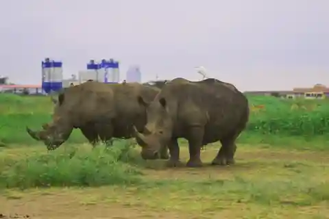 Nairobi: Excursão de meio dia ao Parque Nacional