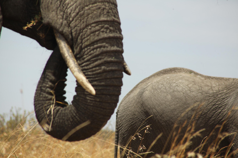 Following The Great Migration Safari in Style – 2025