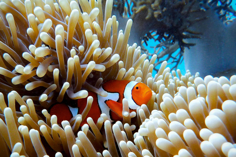 Krabi: A melhor aventura particular de barco de cauda longa em 7 ilhasMotorista de barco