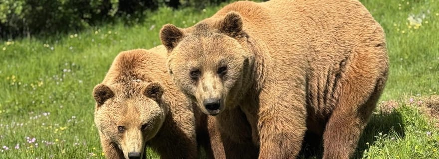 Depuis Skopje : excursion à Pristina, au sanctuaire des ours et à la grotte de Gadime
